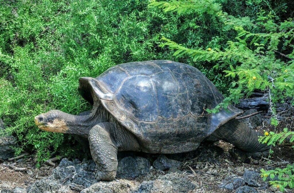 Galapagos Island